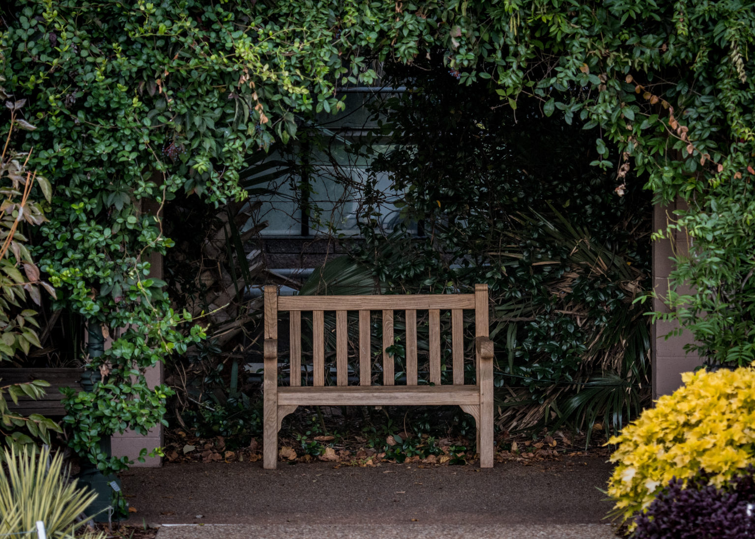 wooden bench surrounded by green plants